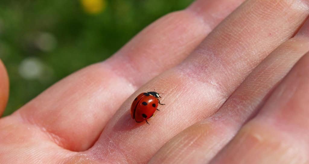Sete insetos já foram identificados intactos durante colonoscopias - Imagem do artigo original