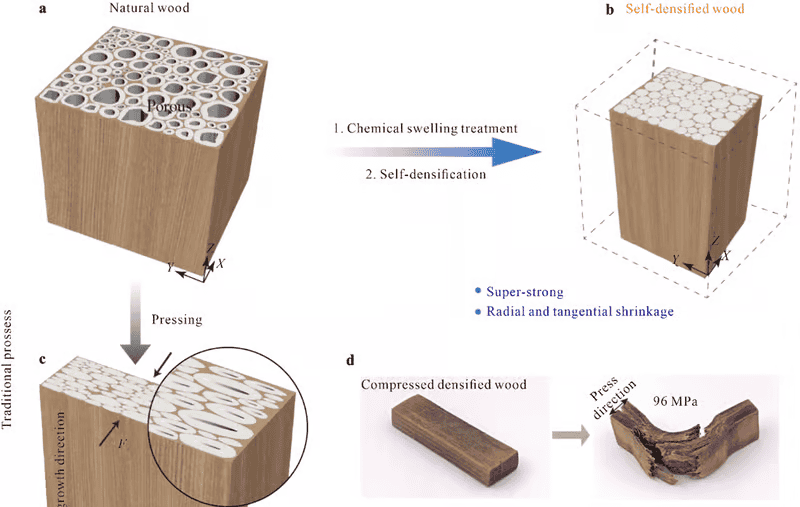 Pesquisadores chineses criam madeira autodensificada capaz de rivalizar com o aço - Imagem do artigo original
