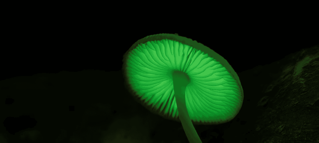 Fóssil de Prototaxites pode representar linhagem extinta fora dos reinos conhecidos - Imagem do artigo original