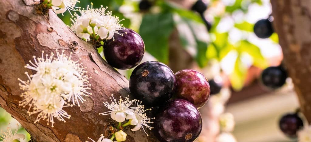 Jabuticabeira combina sombra, frutos saudáveis e fácil manejo em áreas domésticas - Imagem do artigo original