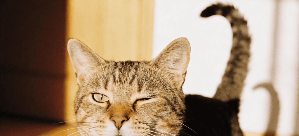 Sinais corporais revelam como gatos demonstram afeto aos tutores sem miar - Imagem do artigo original