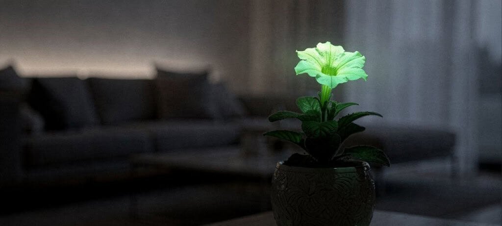 Petúnia bioluminescente promete iluminar e decorar ambientes internos - Imagem do artigo original