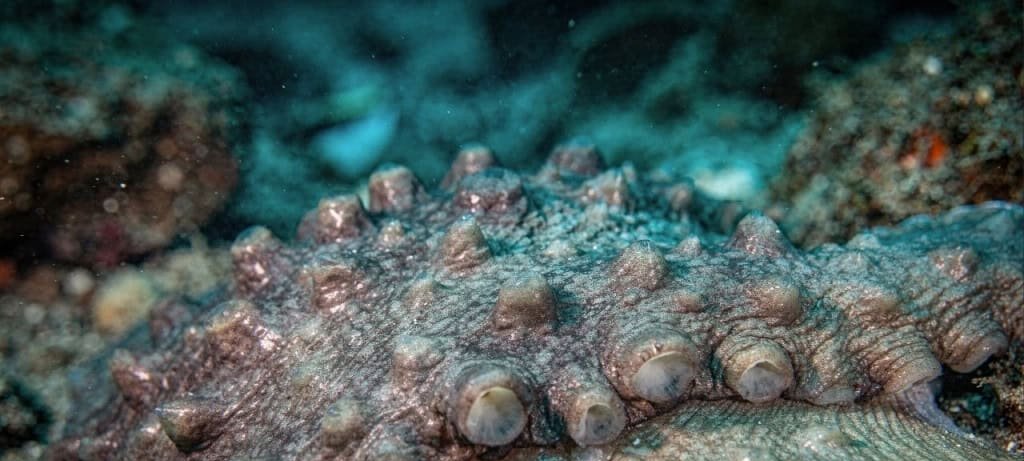 Camuflagem dos polvos atua como tela biológica de alta definição, aponta Smithsonian Ocean - Imagem do artigo original