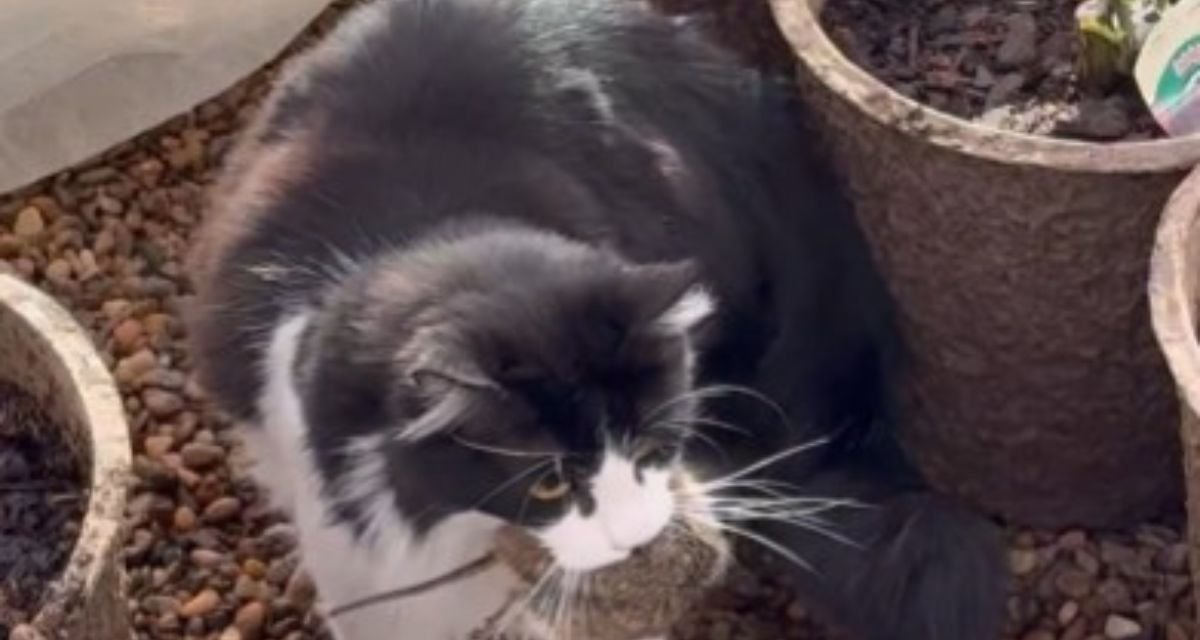 Gato de centro de jardinagem vira sensação ao capturar rato em 14 segundos no Texas - Imagem do artigo original