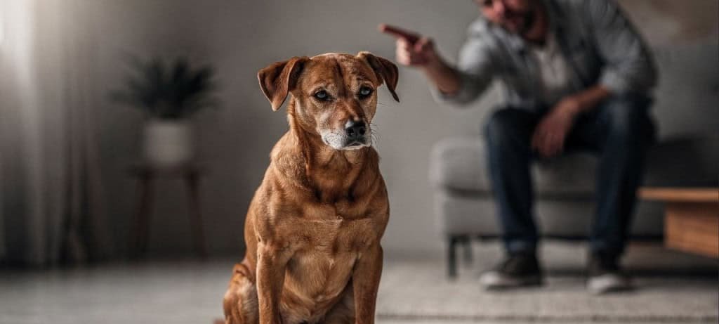 Três comportamentos que parecem obediência, mas revelam medo em cães - Imagem do artigo original