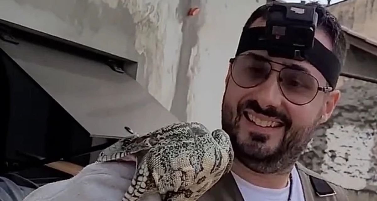 Lagarto preso em cone é resgatado por biólogo em SC e reage com mordida - Imagem do artigo original