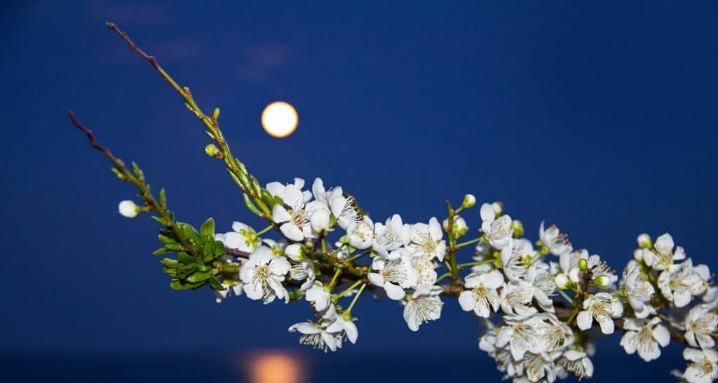 Lua cheia de 1º de maio será “microlua das flores” e abrirá sequência dupla no mês - Imagem do artigo original