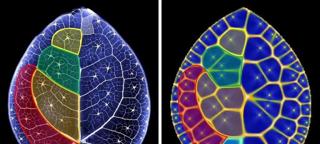 Padrão geométrico inédito é identificado nas folhas da planta-chinesa-do-dinheiro - Imagem do artigo original