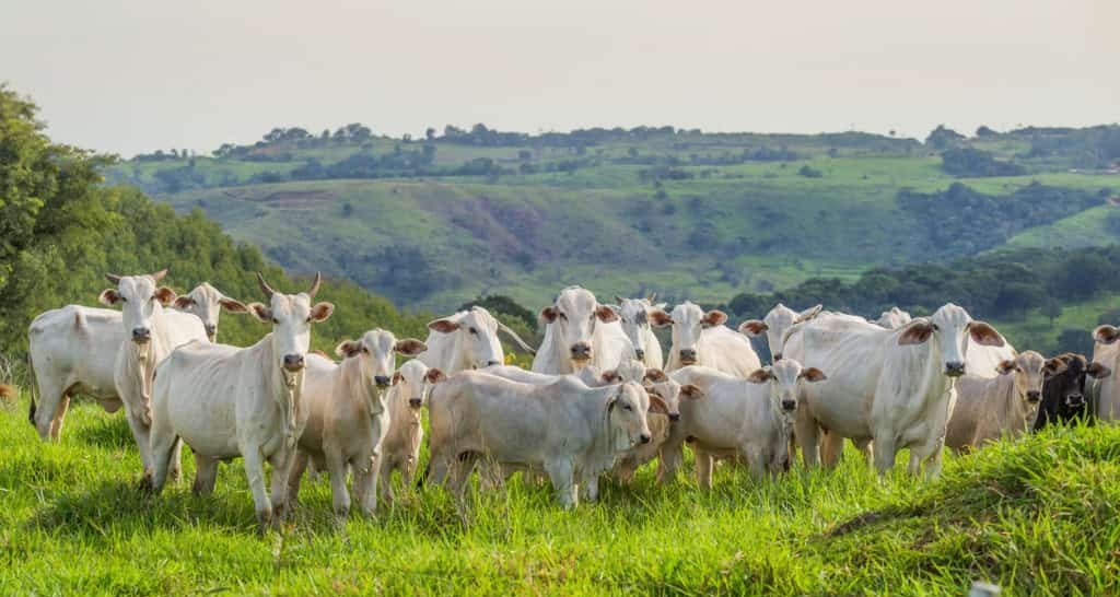 Onda de frio mata mais de 80 bovinos em Mato Grosso do Sul - Imagem do artigo original