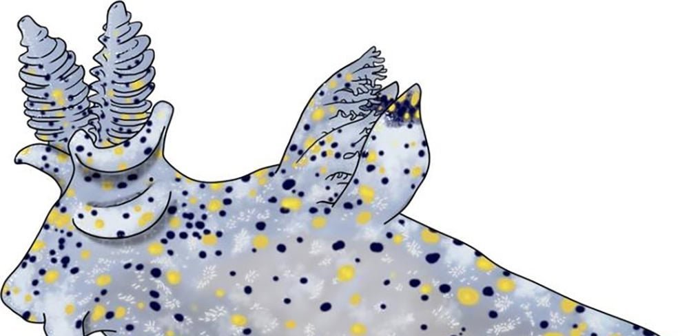 Lesma-do-mar de menos de 3 mm é identificada na costa de Taiwan - Imagem do artigo original