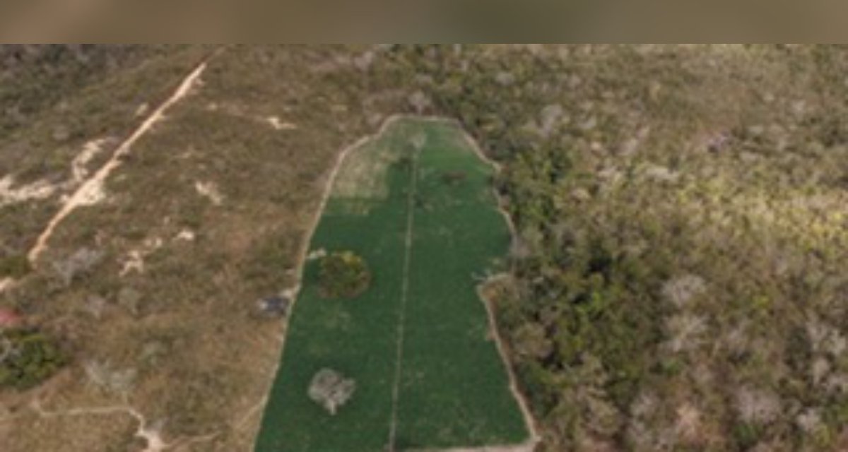 Polícia encontra 40 mil pés de maconha em propriedade rural de Minas Gerais - Imagem do artigo