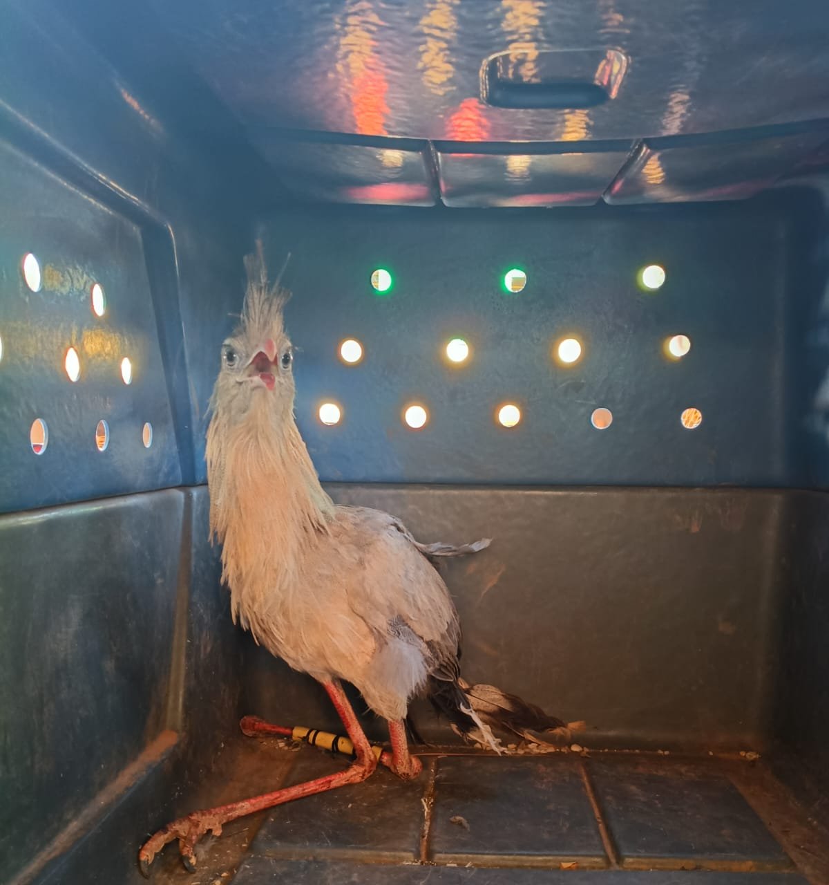 Guarda Metropolitana resgata seriema atropelada na TO-020 em Palmas - Imagem do artigo